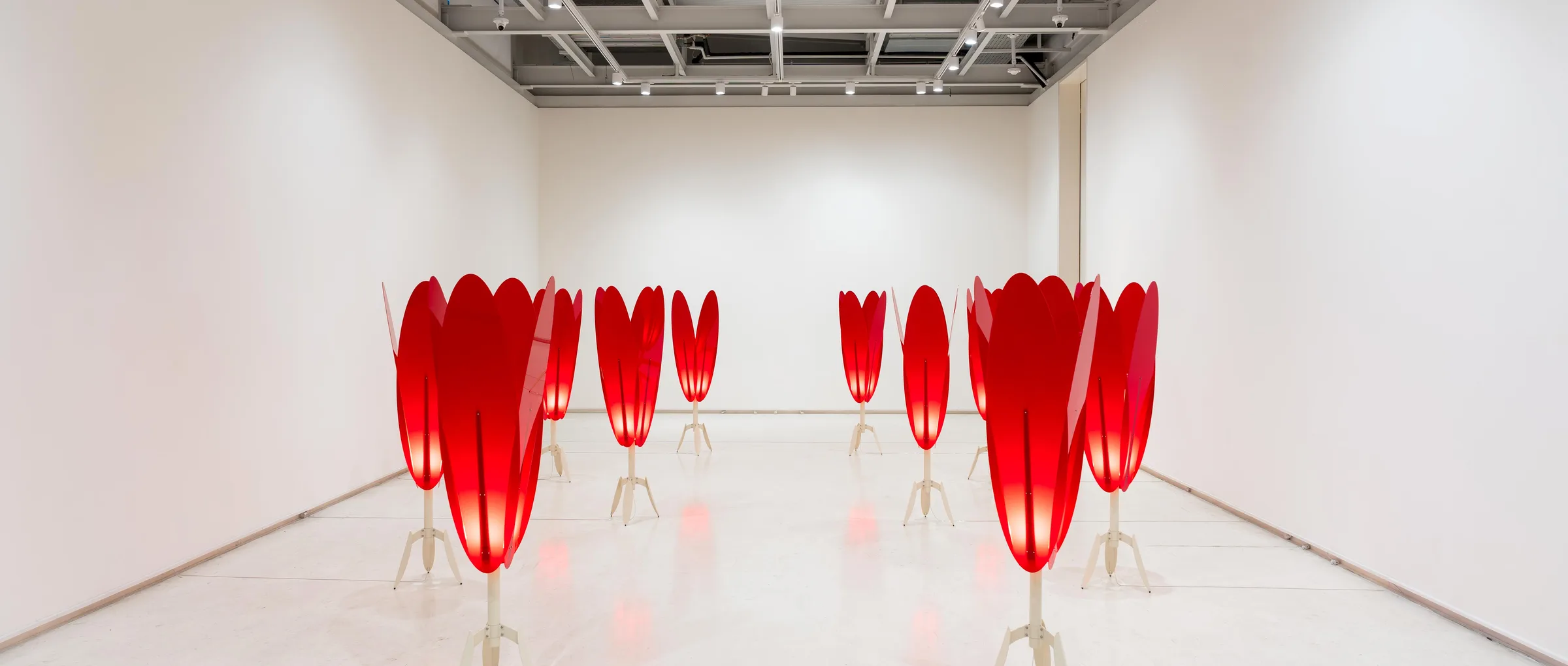 The procession of red tulips in the daylight-bright gallery