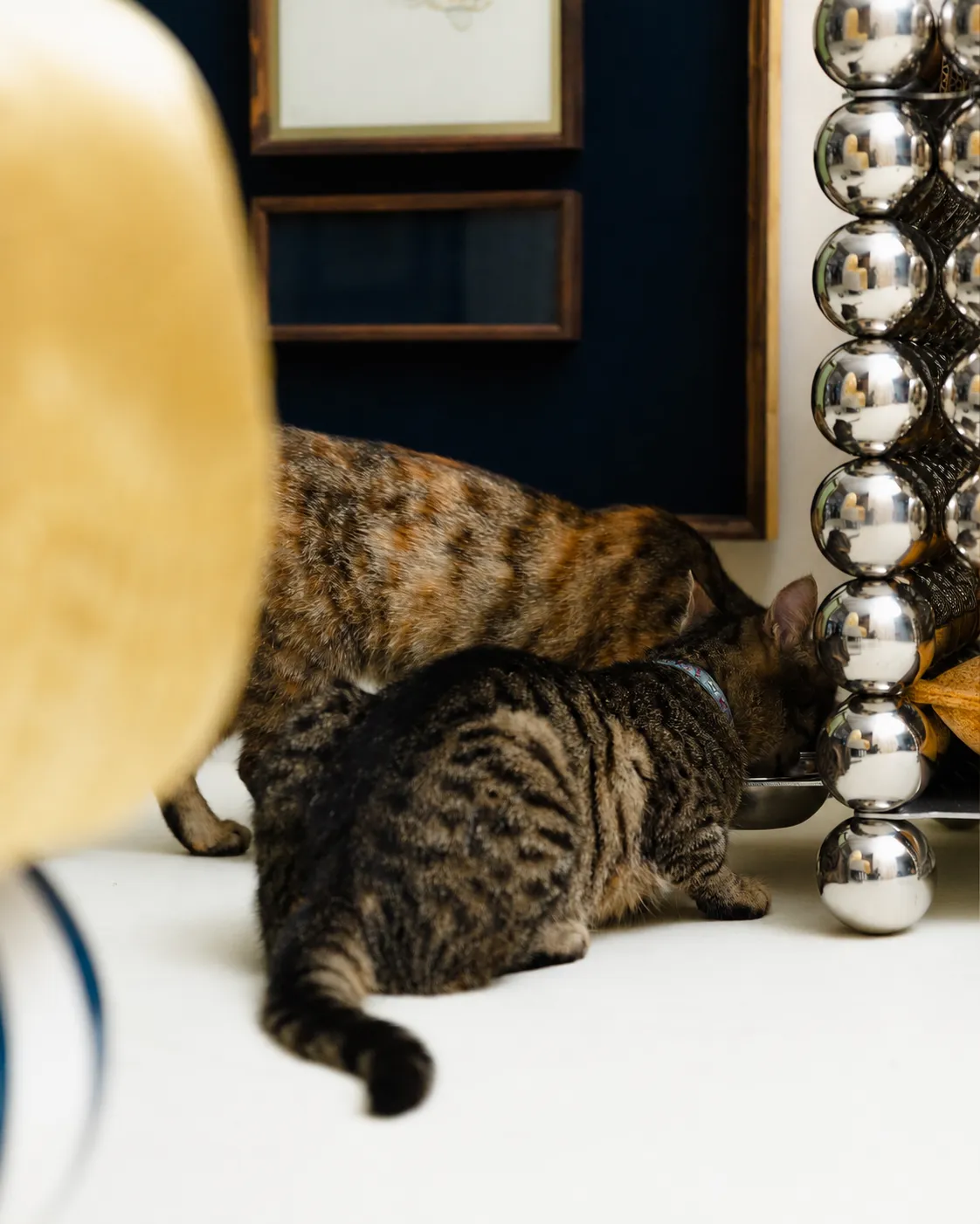 A cat at the threshold of the Wishes pet home